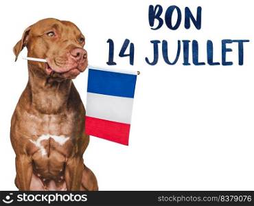 Lovable, pretty dog and French Flag. Closeup, indoors. Studio photo. Congratulations for family, loved ones, relatives, friends and colleagues. Pets care concept. Lovable, pretty dog and French Flag. Closeup