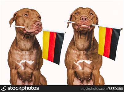 Lovable, pretty dog and German Flag. Closeup, indoors. Photo collage. Congratulations for family, loved ones, relatives, friends and colleagues. Pet care concept. Lovable, pretty dog and German Flag. Closeup