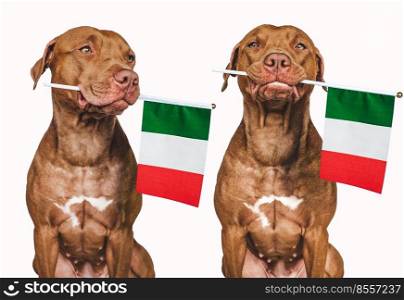 Lovable, pretty dog and Italian Flag. Closeup, indoors. Photo collage. Congratulations for family, loved ones, relatives, friends and colleagues. Pet care concept. Lovable, pretty dog and Italian Flag. Closeup