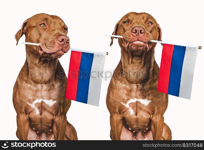 Lovable, pretty dog and Russian Flag. Closeup, indoors. Photo collage. Congratulations for family, loved ones, relatives, friends and colleagues. Pet care concept. Lovable, pretty dog and Russian Flag. Closeup
