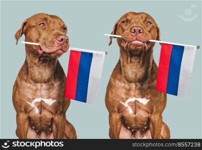 Lovable, pretty dog and Russian Flag. Closeup, indoors. Photo collage. Congratulations for family, loved ones, relatives, friends and colleagues. Pet care concept. Lovable, pretty dog and Russian Flag. Closeup
