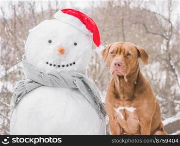 Lovable, pretty dog and snowman.Winter sunny day. Close-up, outdoor. Day light. Concept of care, education, obedience training and raising pet. Lovable, pretty dog and snowman.Winter sunny day