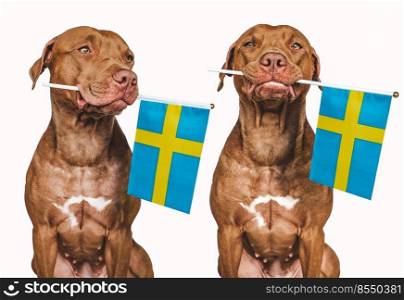 Lovable, pretty dog and Swedish Flag. Closeup, indoors. Photo collage. Congratulations for family, loved ones, relatives, friends and colleagues. Pet care concept. Lovable, pretty dog and Swedish Flag. Closeup