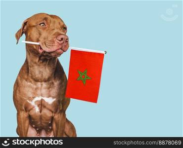 Lovable, pretty dog and Vietnamese Flag. Closeup, indoors. Photo collage. Congratulations for family, loved ones, relatives, friends and colleagues. Pet care concept. Lovable, pretty dog and Vietnamese Flag. Closeup