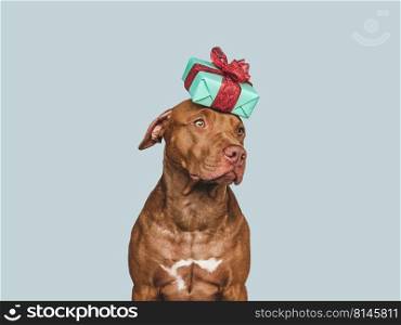 Lovable, pretty puppy and bright gift box. Close-up, indoors, studio photo. Day light. Concept of care, education, obedience training and raising pets. Lovable, pretty puppy and bright gift box