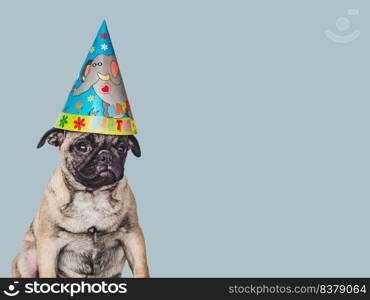 Lovable, pretty puppy and party hat. Close-up, indoors, studio photo. Day light. Concept of care, education, obedience training and raising pets. Lovable, pretty puppy and party hat. Close-up, indoors