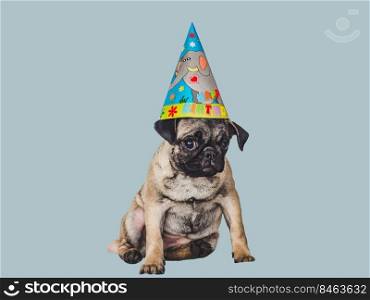 Lovable, pretty puppy and party hat. Close-up, indoors, studio photo. Day light. Concept of care, education, obedience training and raising pets. Lovable, pretty puppy and party hat. Close-up, indoors
