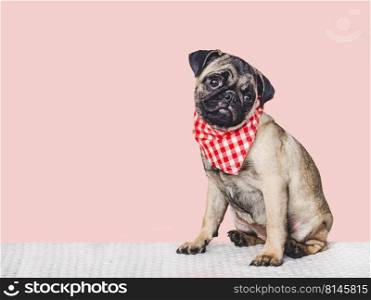 Lovable, pretty puppy and red scarf. Close-up, indoors. Studio photo, isolated background. Pets care concept. Lovable, pretty puppy and red scarf. Closeup
