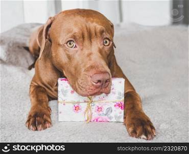 Lovable, pretty puppy brown color and gift box. Close-up, indoors, top view. Studio photo. Congratulations for family, loved ones, friends and colleagues. Animal and pet care concept. Lovable, pretty puppy brown color and gift box