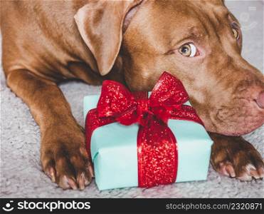 Lovable, pretty puppy brown color and gift box. Close-up, indoors, top view. Studio photo. Congratulations for family, loved ones, friends and colleagues. Animal and pet care concept. Lovable, pretty puppy brown color and gift box