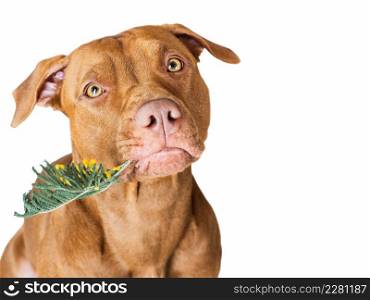 Lovable, pretty puppy brown color and yellow, bright flower. Close-up, indoors. Studio photo, isolated. Congratulations for family, loved ones, friends and colleagues. Animal and pet care concept. Lovable, pretty puppy brown color and yellow, bright flower