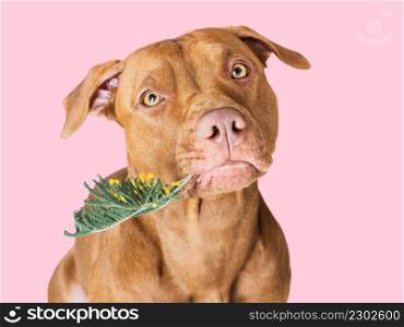 Lovable, pretty puppy brown color and yellow, bright flower. Close-up, indoors. Studio photo, isolated. Congratulations for family, loved ones, friends and colleagues. Animal and pet care concept. Lovable, pretty puppy brown color and yellow, bright flower