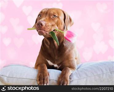 Lovable, pretty puppy brown color holding bright flowers in its mouth. Close-up, studio photo. Congratulations to family, loved ones, friends, colleagues. Pet and animal care concept. Lovable, pretty puppy brown color holding bright flowers
