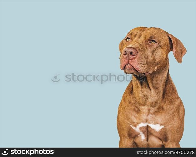 Lovable, pretty puppy. Close-up, indoors. Studio photo. Concept of care, education, obedience training and raising pet. Lovable, pretty puppy. Close-up, indoors. Studio photo