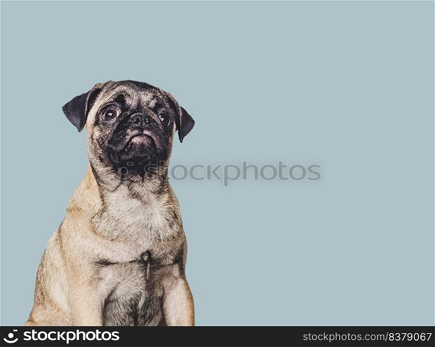 Lovable, pretty puppy. Close-up, indoors, studio photo. Day light. Concept of care, education, obedience training and raising pets. Lovable, pretty puppy. Close-up, indoors. Studio photo