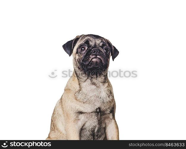 Lovable, pretty puppy. Close-up, indoors, studio photo. Day light. Concept of care, education, obedience training and raising pets. Lovable, pretty puppy. Close-up, indoors. Studio photo