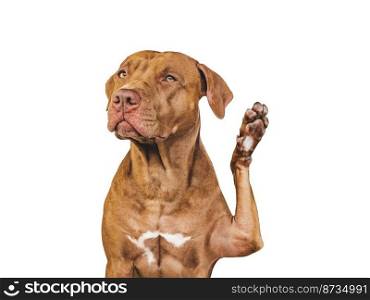 Lovable, pretty puppy dog giving high five. Close-up, indoors. Studio photo. Concept of care, education, obedience training and raising pet. Lovable, pretty puppy dog giving high five