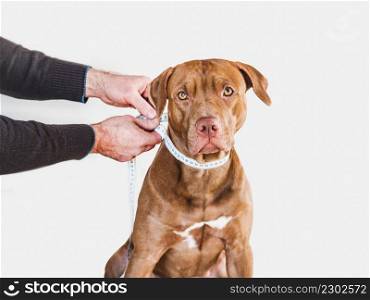 Lovable, pretty puppy of brown color and its caring owner. Close-up, indoors. Day light, studio photo. Pet care concept. Lovable, pretty puppy of brown color and its caring owner