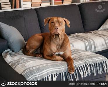 Lovable, pretty puppy of brown color. Close-up, indoor. Day light. Concept of care, education, obedience training and raising pets. Lovable, pretty puppy of brown color. Close-up