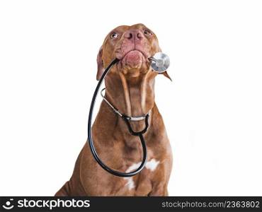Lovable, pretty puppy of brown color. Close-up, indoor, isolated background. Day light. Pet care concept. Lovable, pretty puppy of brown color. Close-up