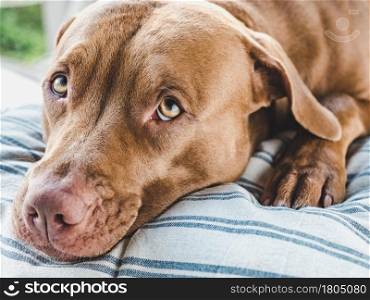 Lovable, pretty puppy of brown color. Close-up, indoors. Day light. Concept of care, education, obedience training and raising pets. Lovable, pretty puppy of brown color. Close-up