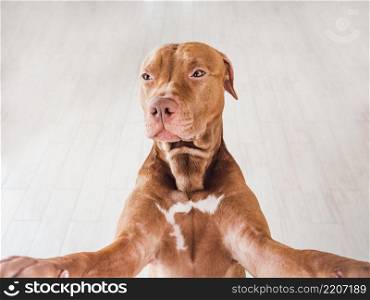 Lovable, pretty puppy of brown color. Close-up, indoors, studio photo. Day light. Concept of care, education, obedience training and raising pets. Lovable, pretty puppy of brown color. Day light