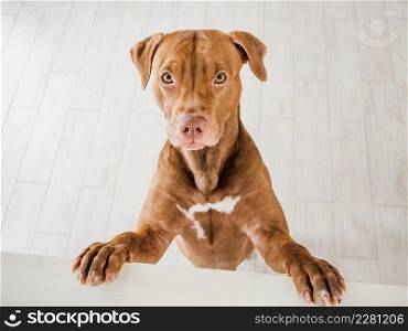 Lovable, pretty puppy of brown color. Close-up, indoors, studio photo. Day light. Concept of care, education, obedience training and raising pets. Lovable, pretty puppy of brown color. Day light