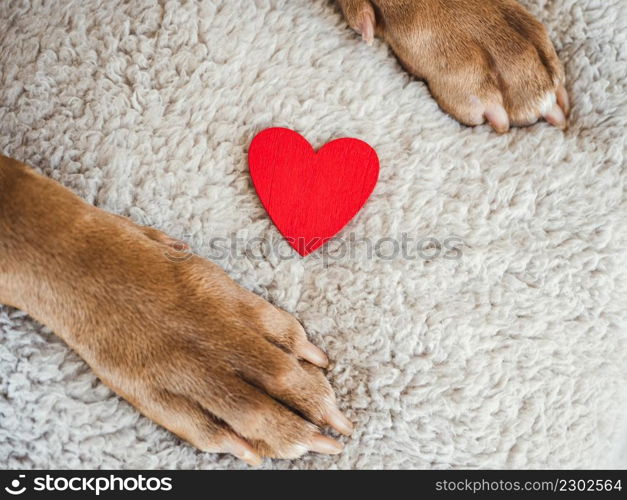 Lovable, pretty puppy of brown color. Close-up, indoors, view from above. Day light. Pet care concept. Lovable, pretty puppy of brown color. Close-up