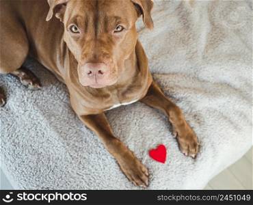 Lovable, pretty puppy of brown color. Close-up, indoors, view from above. Day light. Pet care concept. Lovable, pretty puppy of brown color. Close-up