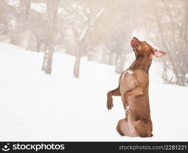 Lovable, pretty puppy of brown color. Close-up, outdoor. Day light. Concept of care, education, obedience training, raising pets. Lovable, pretty puppy of brown color. Close-up