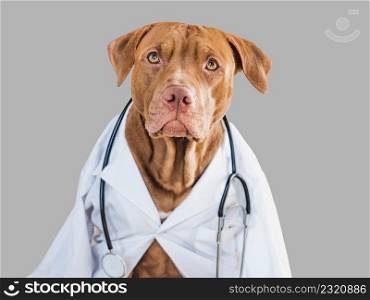 Lovable, pretty puppy of brown color. Closeup, indoor, isolated background. Day light. Pet care concept. Lovable, pretty puppy of brown color. Close-up