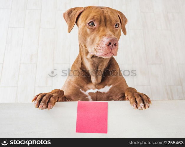 Lovable, pretty puppy of brown color. Closeup, indoor. Studio photo. Congratulations for family, loved ones, friends and colleagues. Pet care concept. Lovable, pretty puppy of brown color and greeting card