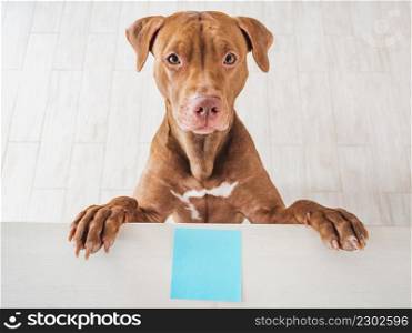Lovable, pretty puppy of brown color. Closeup, indoor. Studio photo. Congratulations for family, loved ones, friends and colleagues. Pet care concept. Lovable, pretty puppy of brown color and greeting card