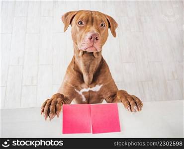 Lovable, pretty puppy of brown color. Closeup, indoor. Studio photo. Congratulations for family, loved ones, friends and colleagues. Pet care concept. Lovable, pretty puppy of brown color and greeting card