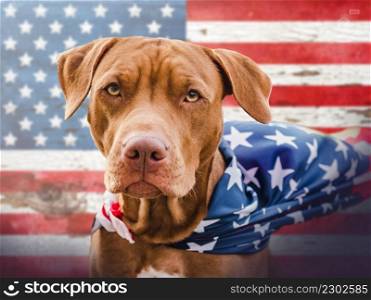 Lovable, pretty puppy of brown color. Closeup, outdoors. Day light, studio photo. Concept of care, education, obedience training, raising pets. Lovable puppy of brown color. Close-up, outdoors