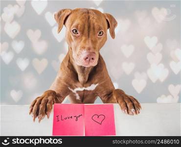 Lovable, pretty puppy of brown color, greeting card with handwritten notes and drawings. Closeup, indoor. Studio photo. Congratulations for family, loved ones, friends and colleagues. Pet care concept. Lovable, pretty puppy of brown color and greeting card