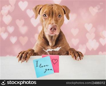 Lovable, pretty puppy of brown color, greeting card with handwritten notes and drawings. Closeup, indoor. Studio photo. Congratulations for family, loved ones, friends and colleagues. Pet care concept. Lovable, pretty puppy of brown color and greeting card