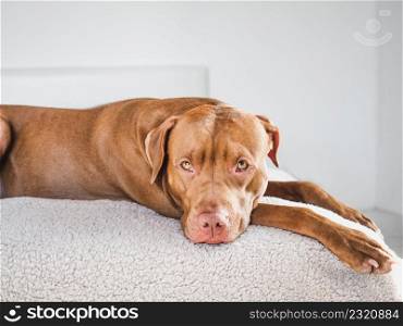 Lovable, pretty puppy of brown color lying on the bed. Close-up, indoors. Day light. Pet care concept. Lovable, pretty puppy of brown color. Close-up