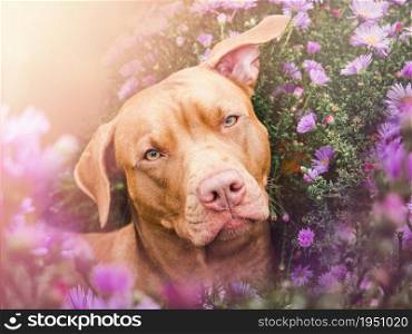 Lovable, pretty puppy of brown color on a background of bright flowers. Close-up, outdoors. Day light. Concept of care, education, obedience training and raising pets. Lovable, pretty puppy of brown color. Close-up