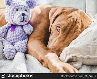 Lovable, pretty puppy of chocolate color and soft toy lying on a plaid. Close-up, indoor. Day light. Concept of care, education, obedience training, raising pets. Sweet puppy sleeping on a soft plaid