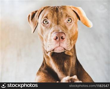 Lovable, pretty puppy of chocolate color. Close-up, indoor. Day light. Concept of care, education, obedience training, raising pets. Lovable, pretty puppy of chocolate color. Closeup