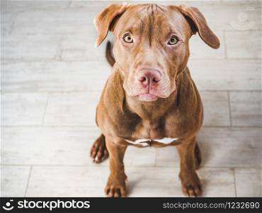 Lovable, pretty puppy of chocolate color. Close-up, indoor. Day light. Concept of care, education, obedience training, raising pets. Lovable, pretty puppy of chocolate color. Closeup