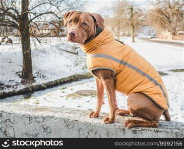 Lovable, pretty puppy of chocolate color. Close-up, outdoor. Day light. Concept of care, education, obedience training, raising pets. Lovable, pretty puppy of chocolate color. Close-up