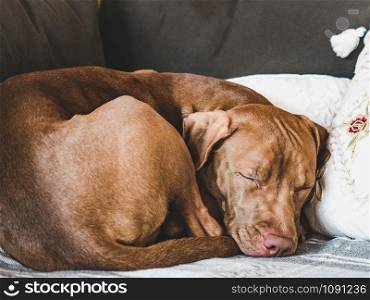 Lovable, pretty puppy of chocolate color lying on a plaid. Close-up, indoor. Day light. Concept of care, education, obedience training, raising pets. Sweet puppy sleeping on a soft plaid