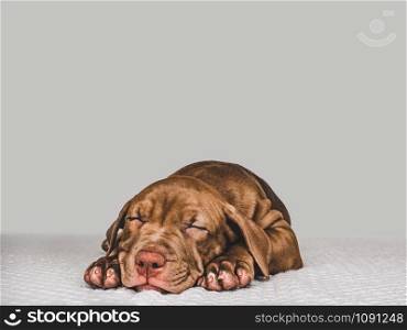Lovable, pretty puppy of chocolate color lying on a plaid. Close-up, indoor. Day light. Concept of care, education, obedience training, raising pets. Sweet puppy sleeping on a soft plaid