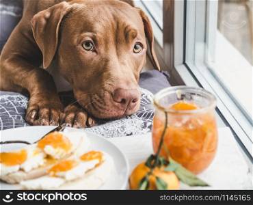 Lovable, pretty puppy of chocolate color lying on a windowsill. Close-up, indoor. Day light. Concept of care, education, obedience training, raising pets. Puppy of chocolate color lying on a windowsill