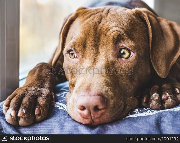 Lovable, pretty puppy of chocolate color sitting on a windowsill. Close-up, indoor. Day light. Concept of care, education, obedience training, raising pets. Sweet puppy sleeping on a soft plaid