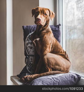 Lovable, pretty puppy of chocolate color sitting on a windowsill. Close-up, indoor. Day light. Concept of care, education, obedience training, raising pets. Sweet puppy sleeping on a soft plaid