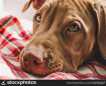 Lovable puppy of chocolate color lying on a red, checkered plaid. Close-up, indoor. Day light. Concept of care, education, obedience training, raising of pets. Sweet puppy sleeping on a soft plaid