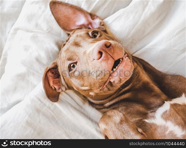 Lovable puppy of chocolate color lying on a white plaid. Close-up, top view. Studio photo. Concept of care, education, obedience training and raising of pets. Sweet puppy lying on a soft plaid